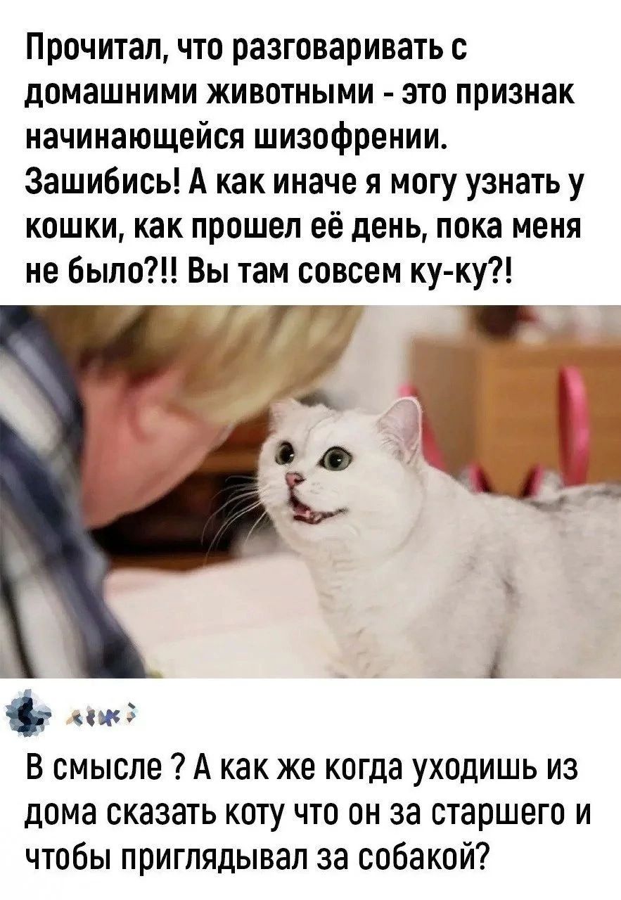 Прочитал, что разговаривать с домашними животными - это признак начинающейся шизофрении. Зашибись! А как иначе я могу узнать у кошки, как прошел её день, пока меня не было?!! Вы там совсем ку-ку?! В смысле ? А как же когда уходишь из дома сказать коту что он за старшего и чтобы приглядывал за собакой?