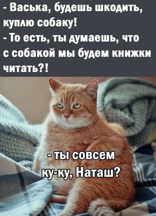Васька, будешь шкодить, куплю собаку! То есть, ты думаешь, что с собакой мы будем книжки читать?! Ты совсем ку-ку, Наташ?
