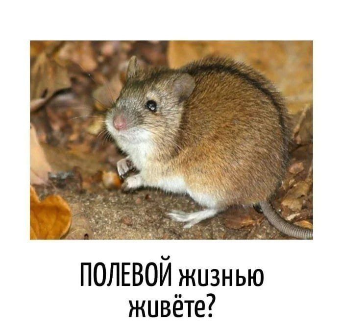 ПОЛЕВОЙ жизнью живёте?