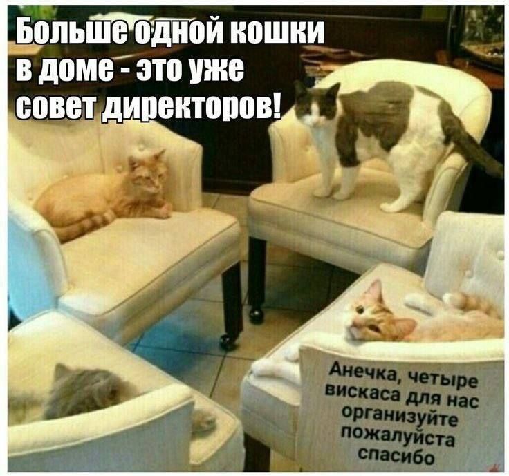 Больше одной кошки в доме - это уже совет директоров! Анечка, четыре вискаса для нас организуйте пожалуйста спасибо
