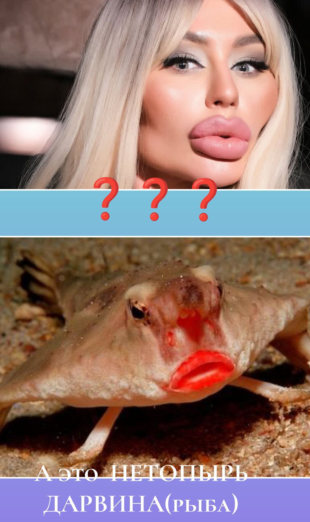 ??? А это нетопырь Дарвина (рыба)
