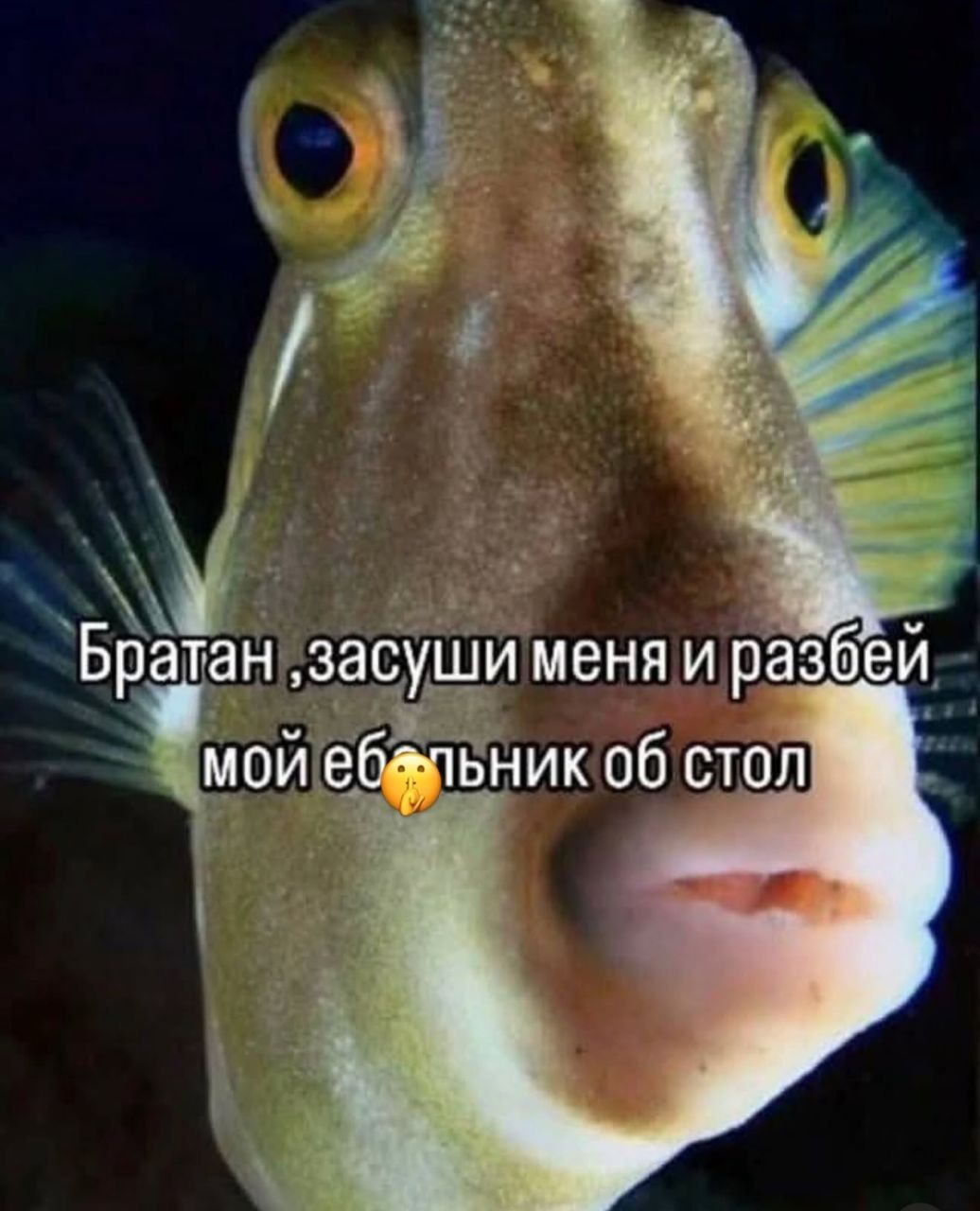 Братан, засуши меня и разбей мой ебальник об стол