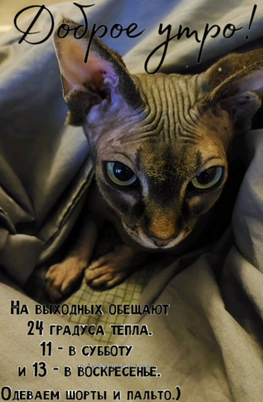 Доброе утро! На выходных обещают 24 градуса тепла. 11 - в субботу и 13 - в воскресенье. Одеваем шорты и пальто.)