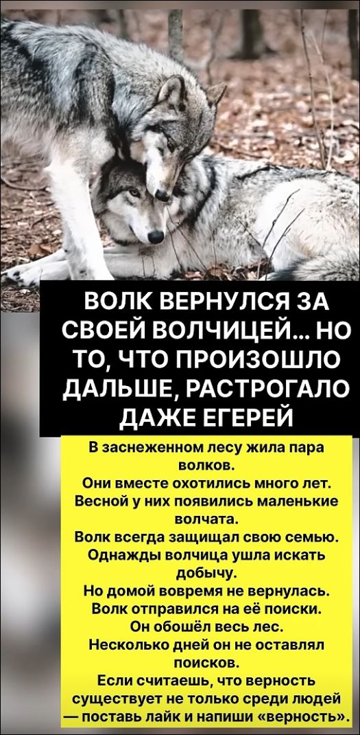ВОЛК ВЕРНУЛСЯ ЗА СВОЕЙ ВОЛЧИЦЕЙ... НО ТО, ЧТО ПРОИЗОШЛО ДАЛЬШЕ, РАСТРОГАЛО ДАЖЕ ЕГЕРЕЙ В заснеженном лесу жила пара волков. Они вместе охотились много лет. Весной у них появились маленькие волчата. Волк всегда защищал свою семью. Однажды волчица ушла искать добычу. Но домой вовремя не вернулась. Волк отправился на её поиски. Он обошёл весь лес.