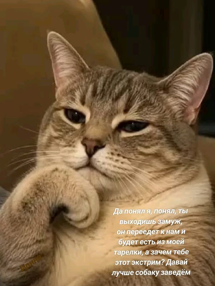 Да понял я, понял, ты выходишь замуж, он переедет к нам и будет есть из моей тарелки, а зачем тебе этот экстрим? Давай лучше собаку заведём