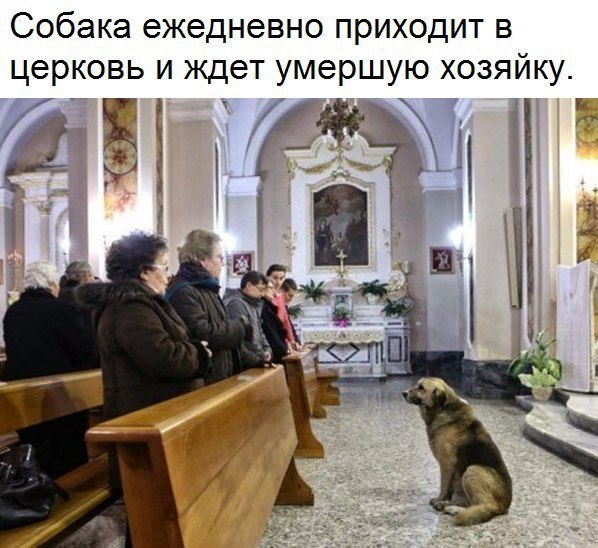 Собака ежедневно приходит в церковь и ждет умершую хозяйку _ 7 і д 1 350 д _ Ё