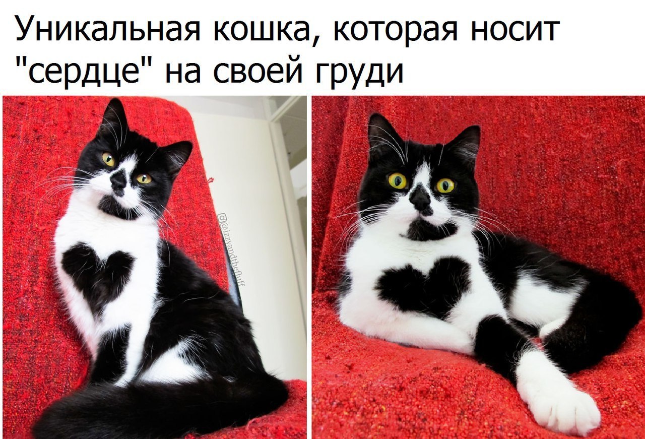 Уникальная кошка которая носит сердце на своей груди