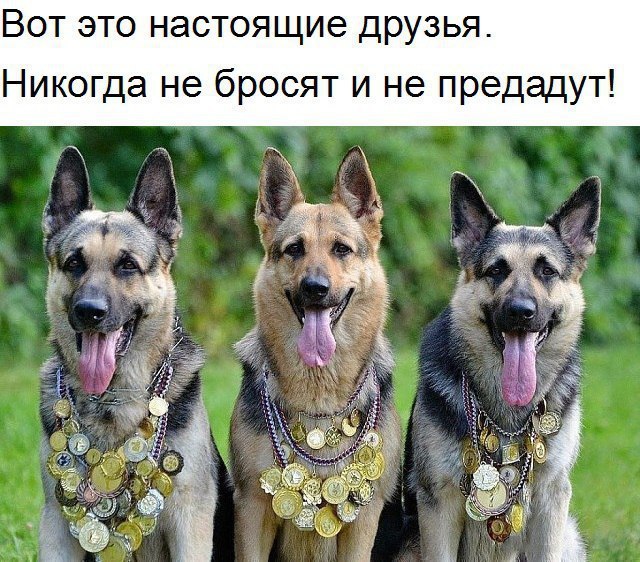 Вот это настоящие друзья Никогда не бросят и не предадут