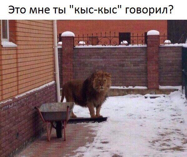 Это мне ты кыс кыс говорил