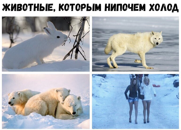 ЖИВОТНЫЕ КОТОРЫМ НИПОЧЕМ ХОАОА