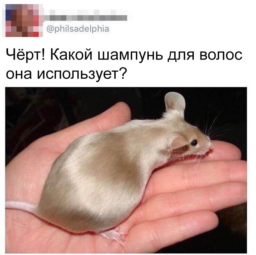 Чёрт Какой шампунь для волос она использует