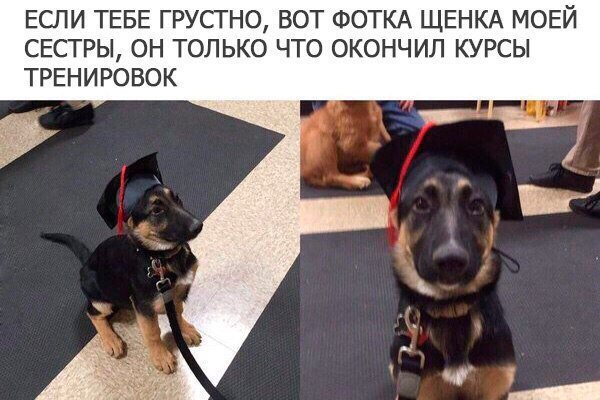 ЕСЛИ ТЕБЕ ГРУСТНО ВОТ ФОТКА ЩЕНКА МОЕЙ СЕСТРЫ ОН ТОЛЬКО ЧТО ОКОНЧИЛ КУРСЫ ТРЕНИРОВОК