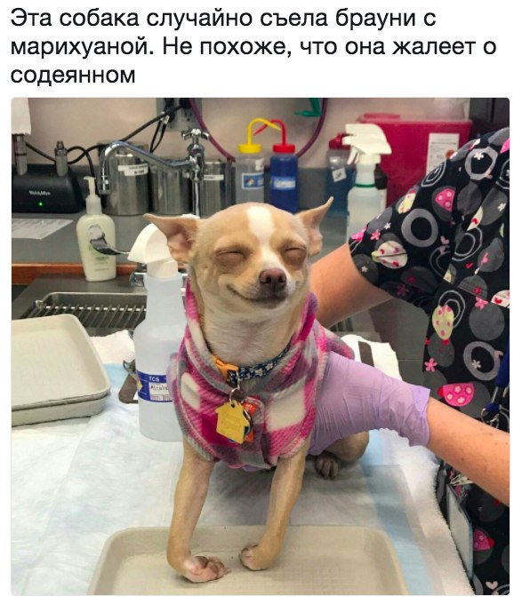 Эта собака случайно съела брауни с марихуаной Не похоже что она жалеет о содеянном
