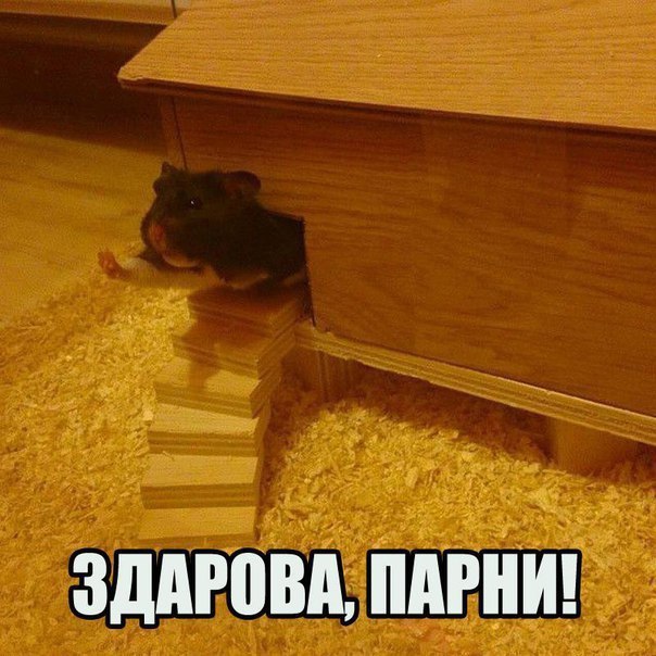 ЗДАРПВА ПАРНИ