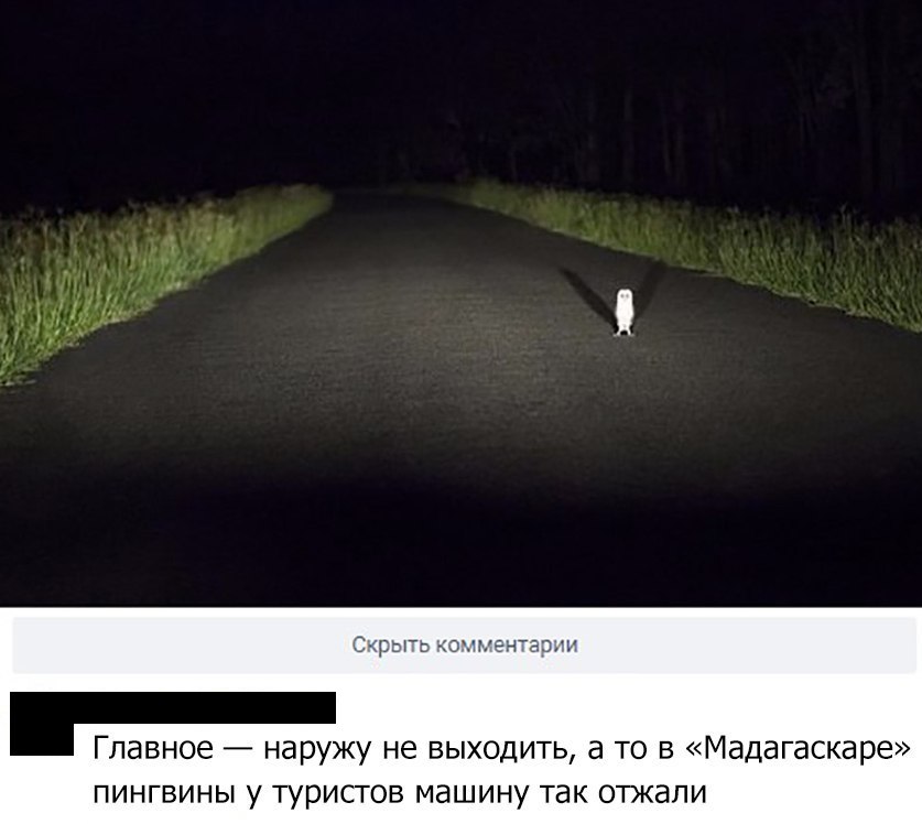 трЫ 1 і гаэи Главное наружу не выходить а то в Мадагаскаре пингвины у туристов машину так отжапи