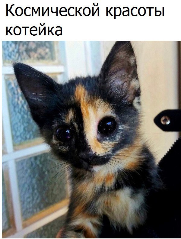 Космической красоты котейка