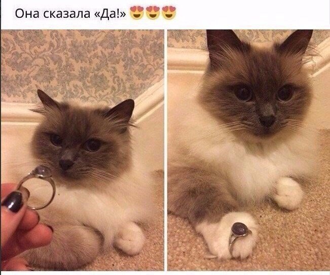 Она сказала Да