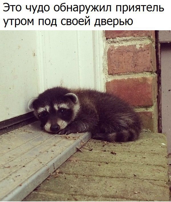 Это чудо обнаружил приятель утром под своей дверью