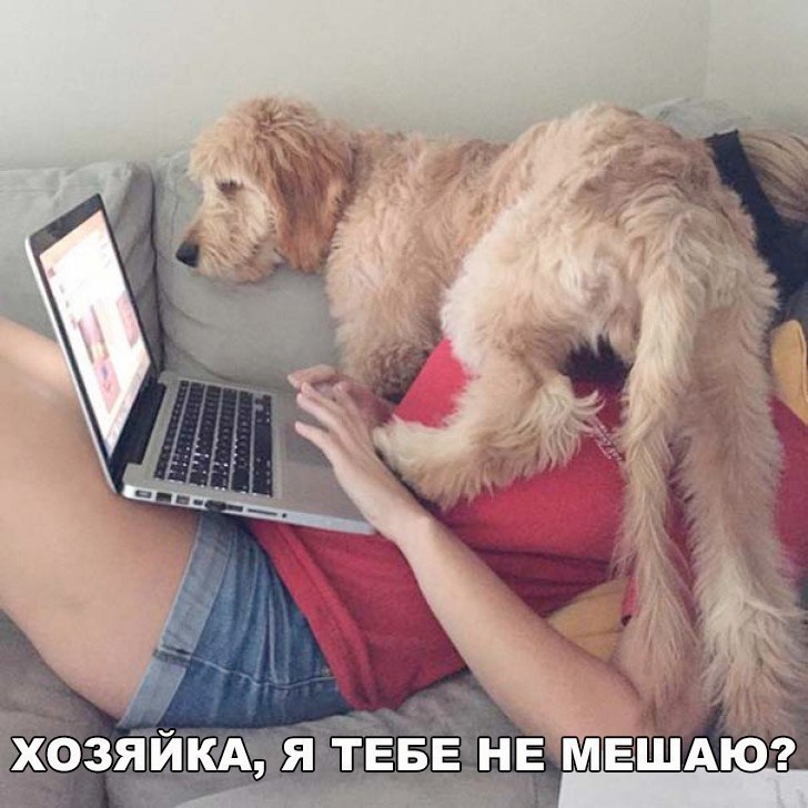 ХОЗЯЙКА Я ТЕБЕ НЕ М