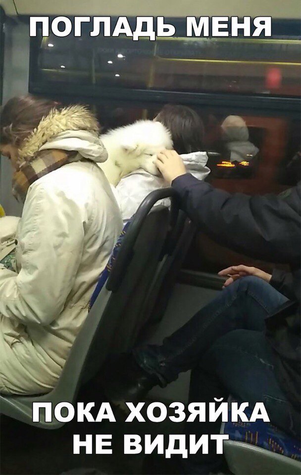 а пргЛАддмЕнщ У __ _ ПОКА хозяйкд не видит