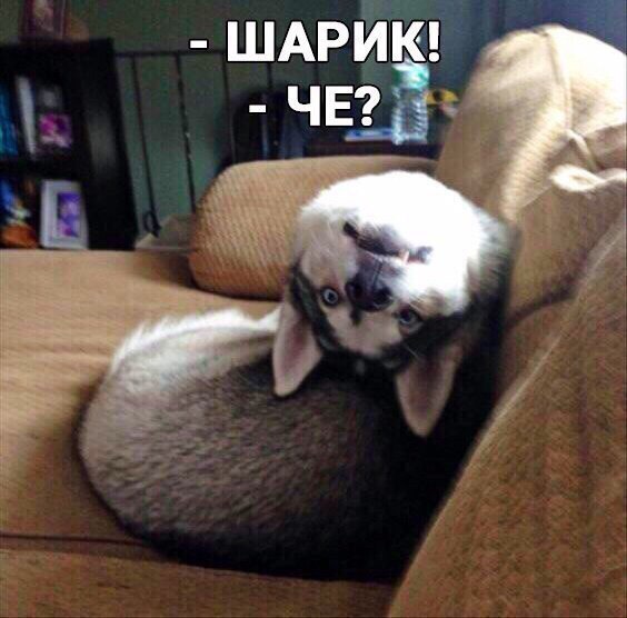 ШАРИК Ё ЧЦ а
