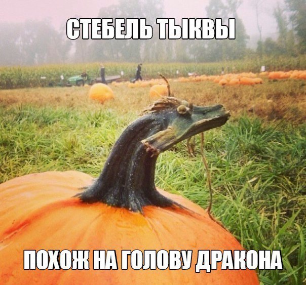 ШШШ нд ПЛЮЩ дРМЮШ