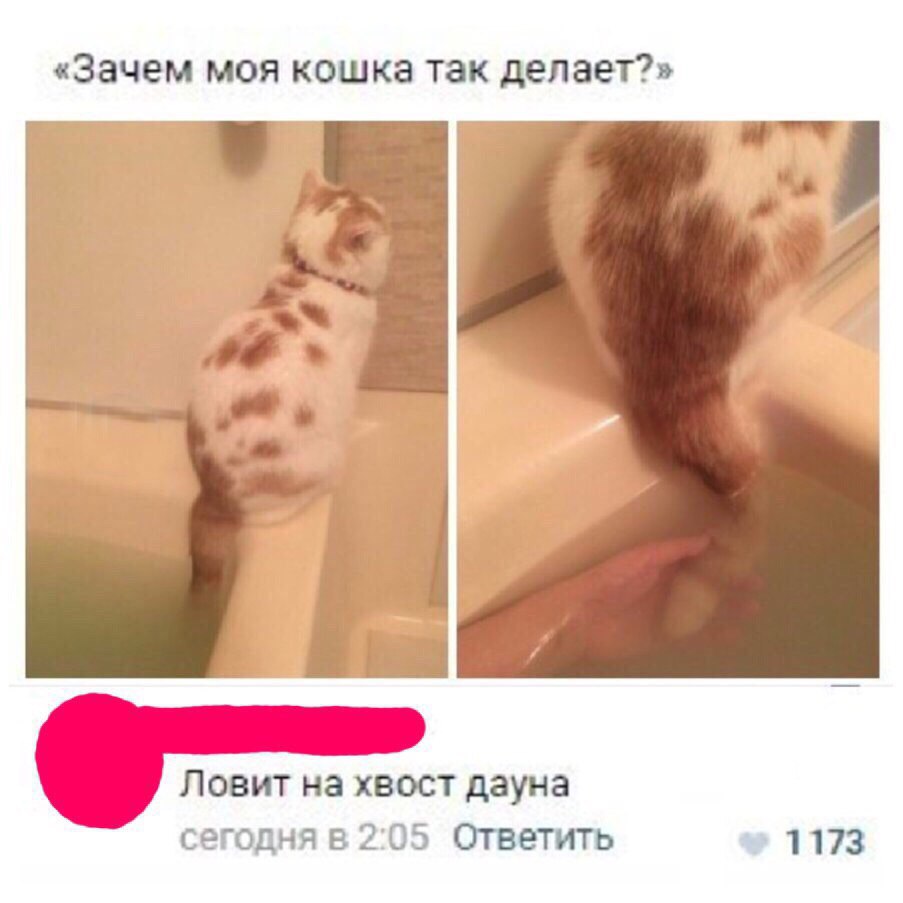Зачем моя кошка так делает Ловит на хвост дауна сегодня в 205 Ответить 1173