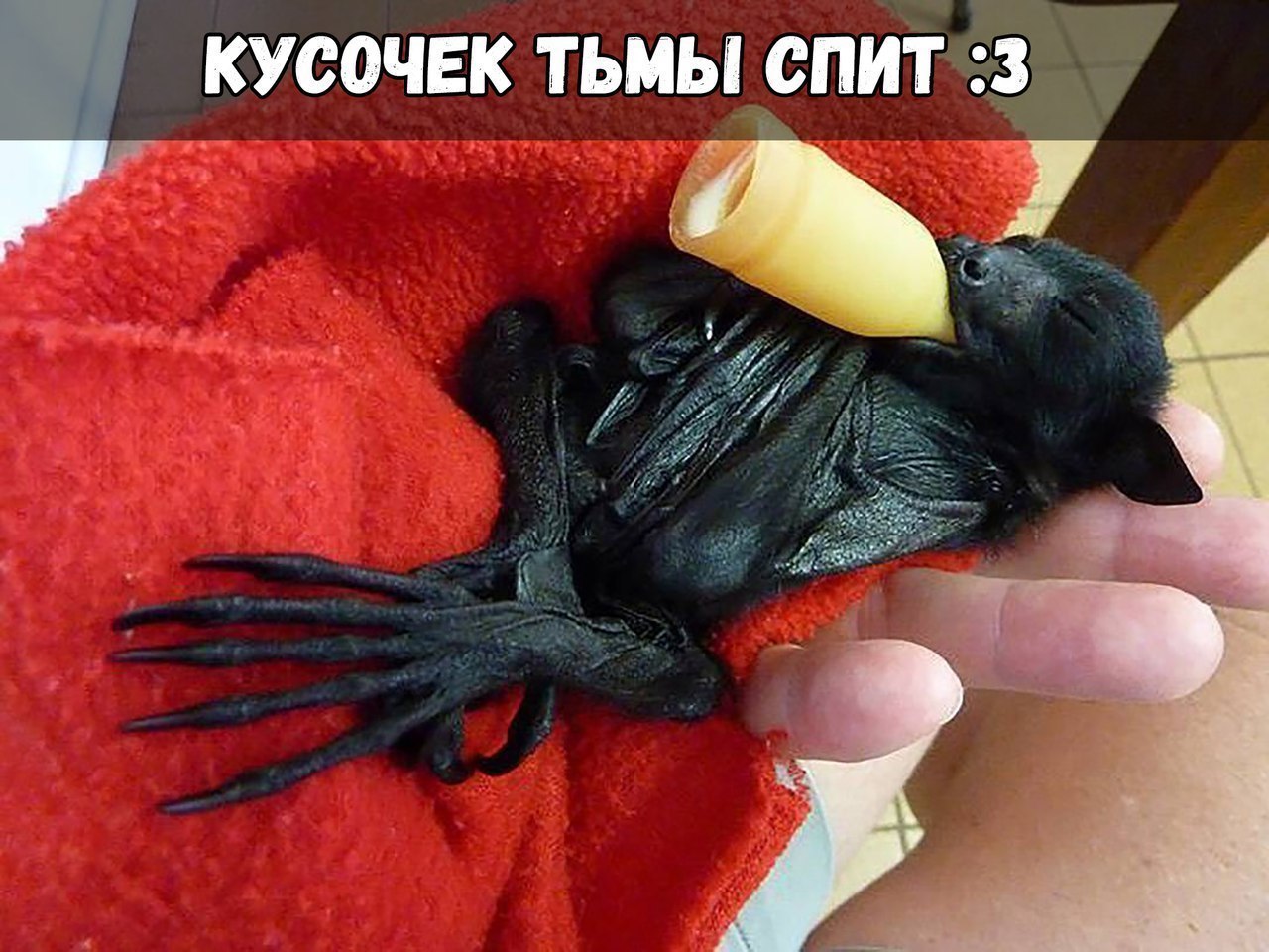 КУСОЧЕК ТЬМЫ СПИТ 3 импі __ ч и г