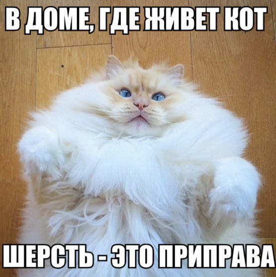 В д0МЕ ГДЕ ЖИВЕТ ШП