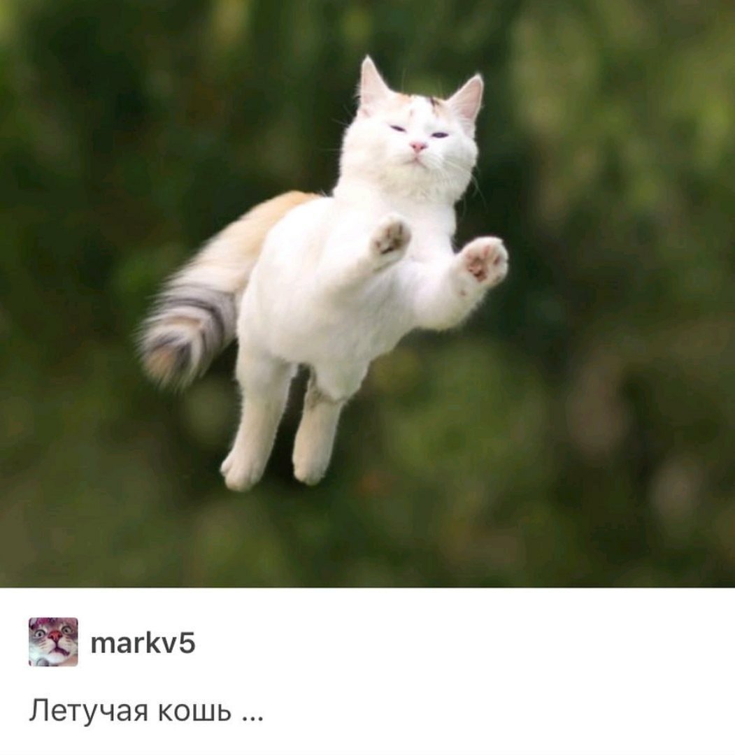 тагК5 Летучая кошь