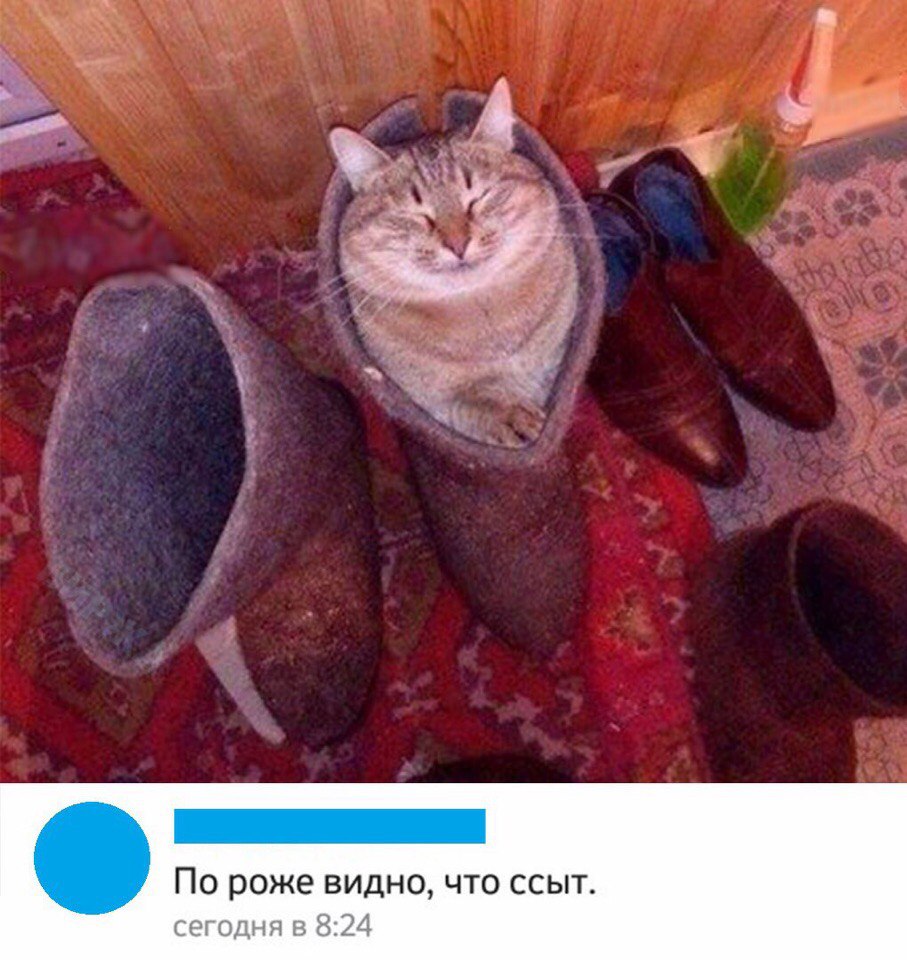 По роже видно что ссыт