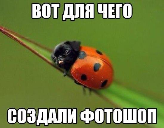 ВПТ для ЧЕШ к _ еозддпи фотоШопщ