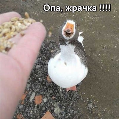 Ог_а жрачка