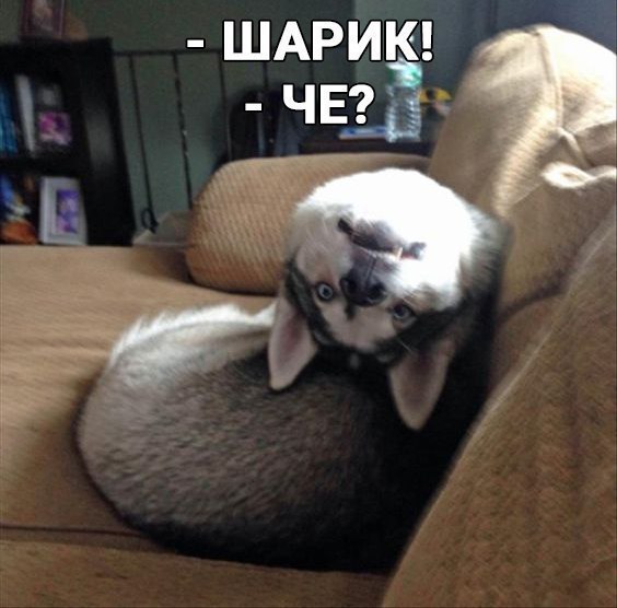 ШАРИК _ ЧЕЙ