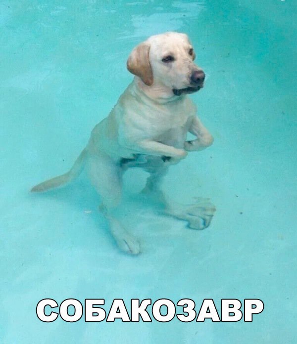 ЁШ