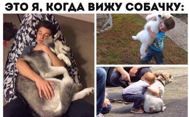 ЭТО Я КОГАА ВИЖУ СОБАЧКУ
