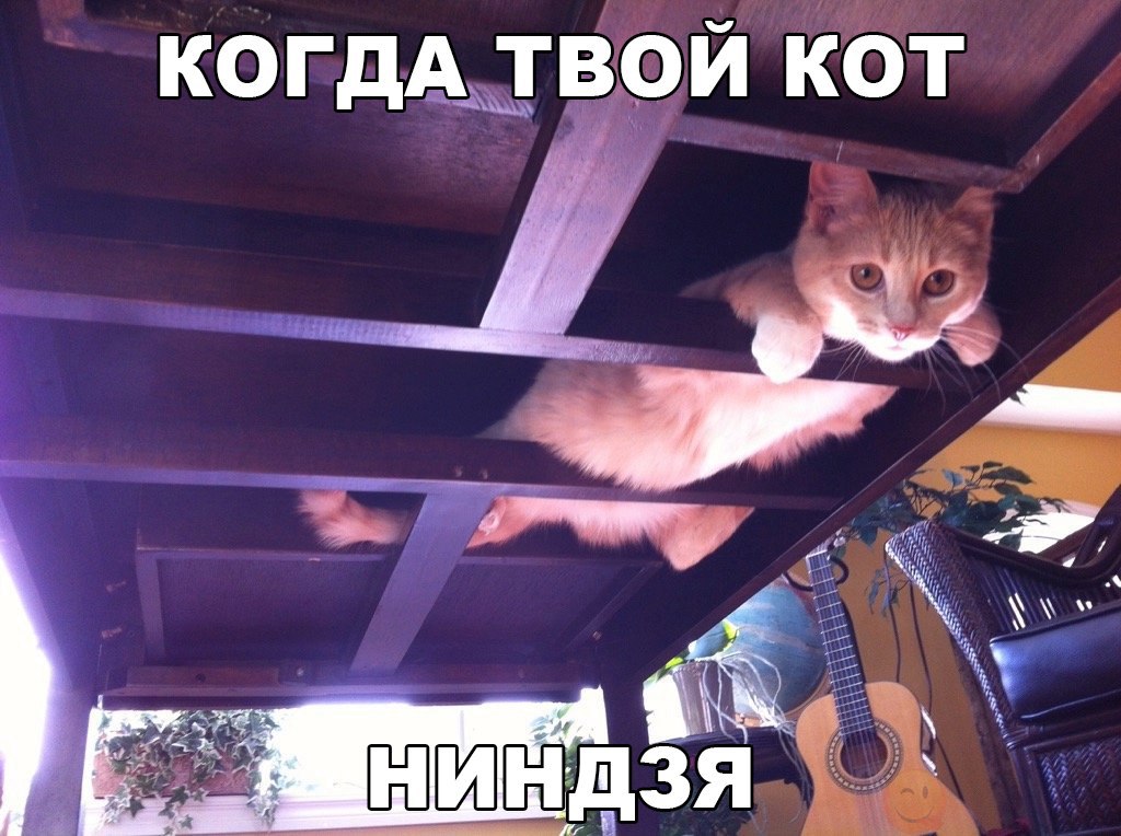 когда вой кот