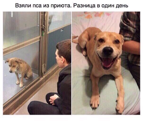 Взяли пса из приюта Разница в один день