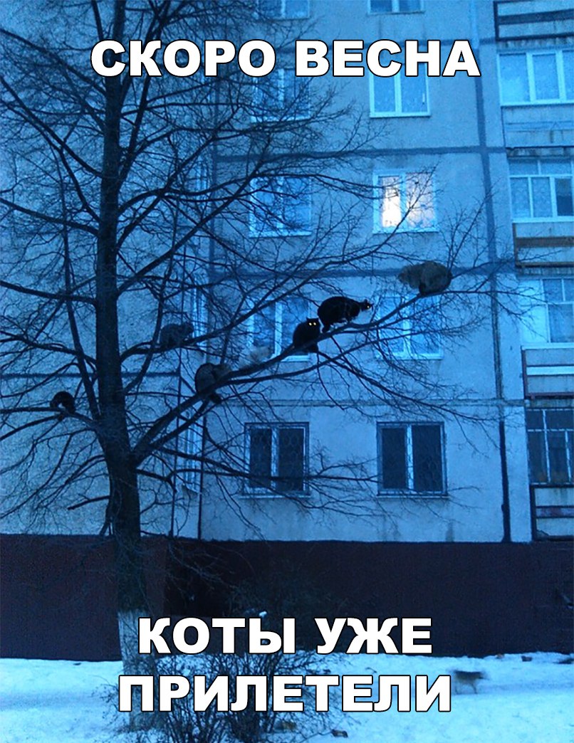 о о То о1 Г коты УЖЕ ы с роны