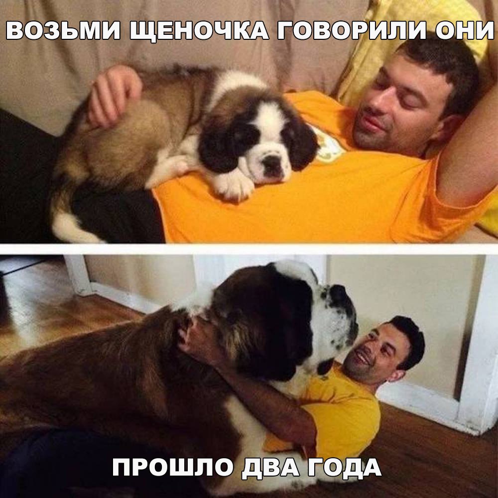 ч прошло двд гэддщ