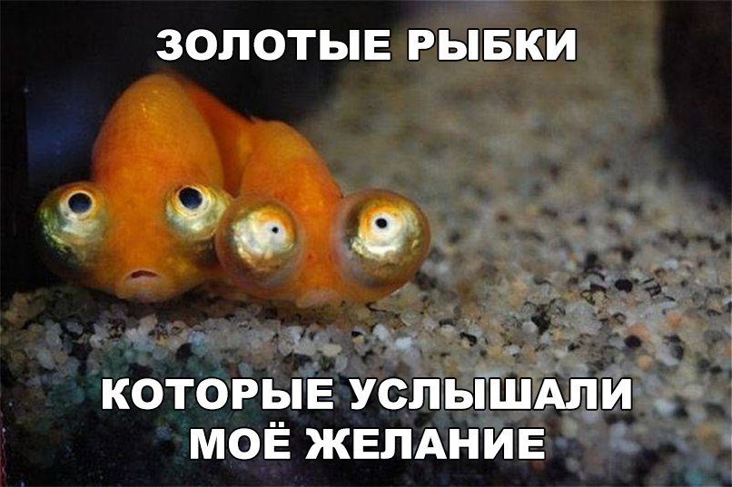 ЗОЛОТЫЕ РЫБКИ _ __ КОТОРЫЕ УСЛЫШАПИ _ МОЁ ЖЕЛАНИЕ 1 жі