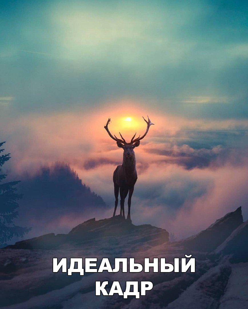 ИДЕАЛЬНЫИ КАдР