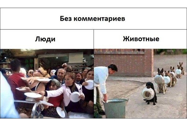 Без комментариев Животные