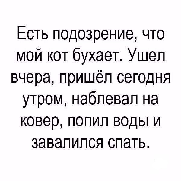 Есть подозрение что мой кот бухает Ушеп вчера пришёл сегодня утром набпевап на ковер попип воды и завалился спать