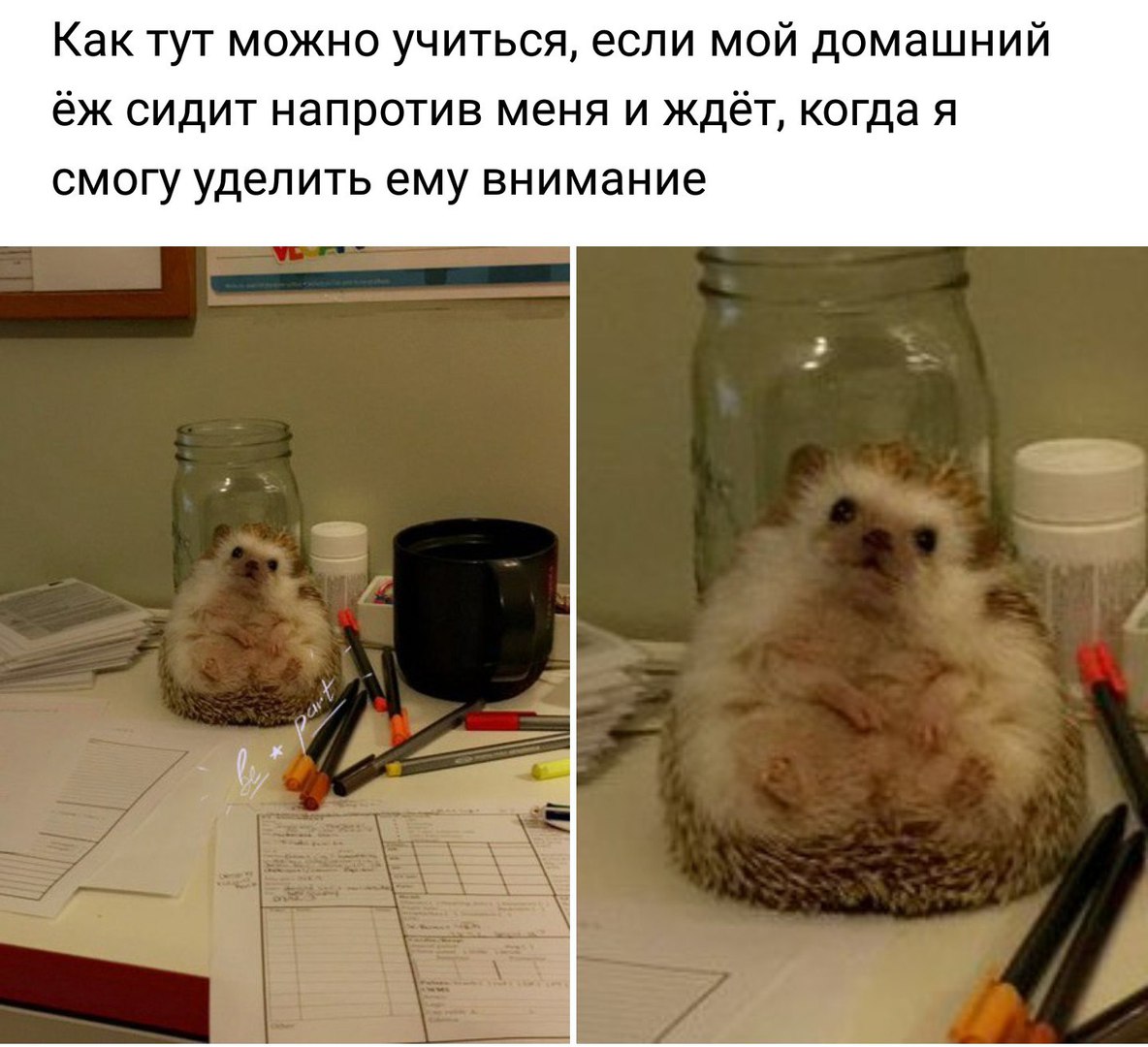 Как тут можно учиться если мой домашний ёж сидит напротив меня и ждёт когда я смогу уделить ему внимание