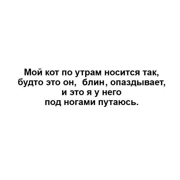 Мой кот по утрам носится так будто это он блин опаздывает и это я у него под ногами путаюсь