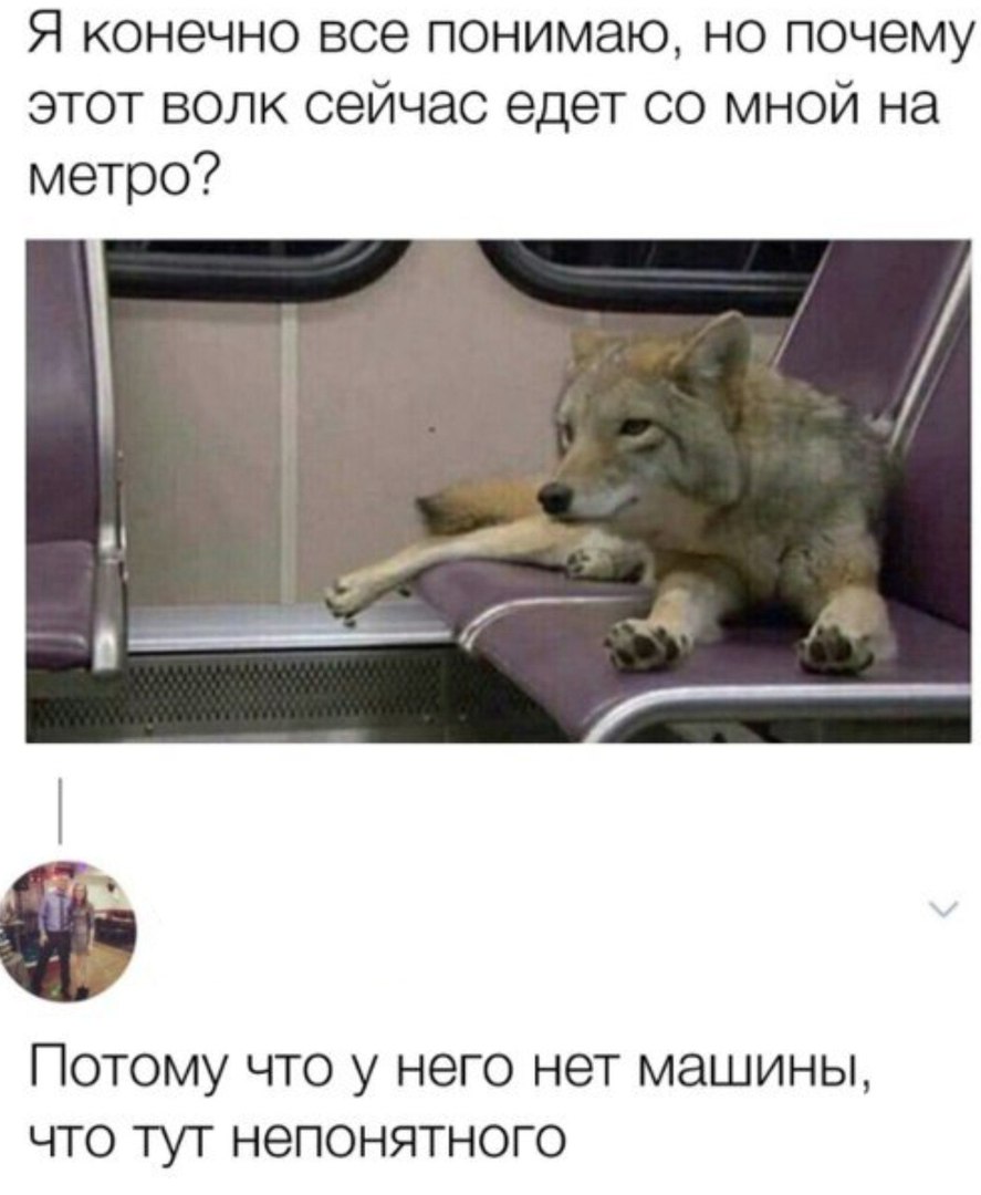 Я конечно все понимаю но почему этот волк сейчас едет со мной на метро Потому что у него нет машины что тут непонятного