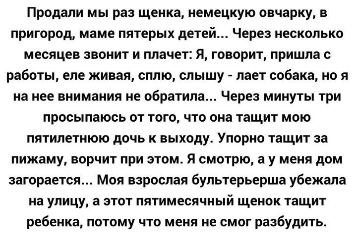 Продали мы раз щенка немецкую овчарку в пригород маме пятерых детей Через несколько месяцев звонит и плачет я говорит пришла с работы еле живая сплю слышу лает собака но я на нее внимания не обратила Через минуты три просыпаюсь от того что она тащит мою пятилетнюю дочь к выходу Упорно тащит за пижаму ворчит при этом я смотрю а у меня дом загорается Моя взрослая бультерьерша убежала на улицу а этот