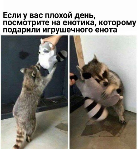 Если у вас плохой день посмотрите на енотика которому подарили игрушечного енота