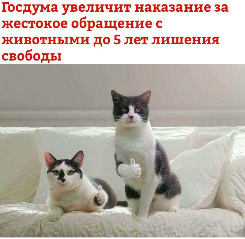 госдума увеличит наказание за жестокое обращение с животными до 5 лет лишения свободы
